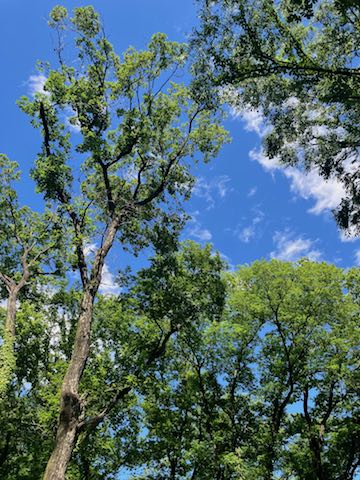 青空･雑木林